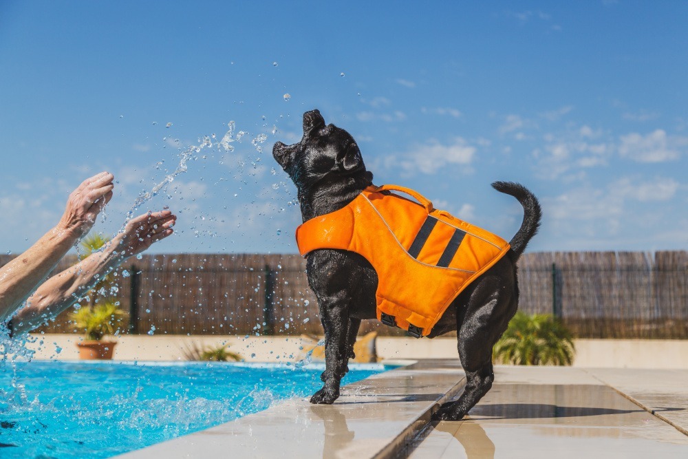 Schwarzer Hund mit oranger Schwimmweste am Beckenrand